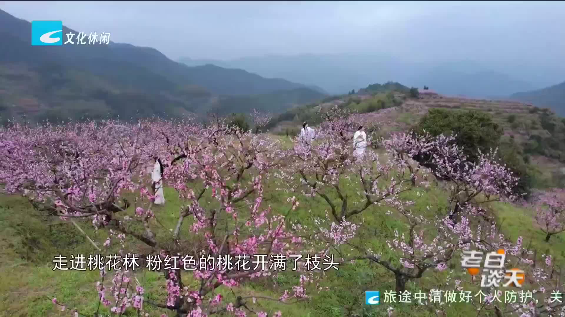 春天来"浙丽:莲都:仙渡桃花盛开 云上桃花节即将开启发布时间:2022