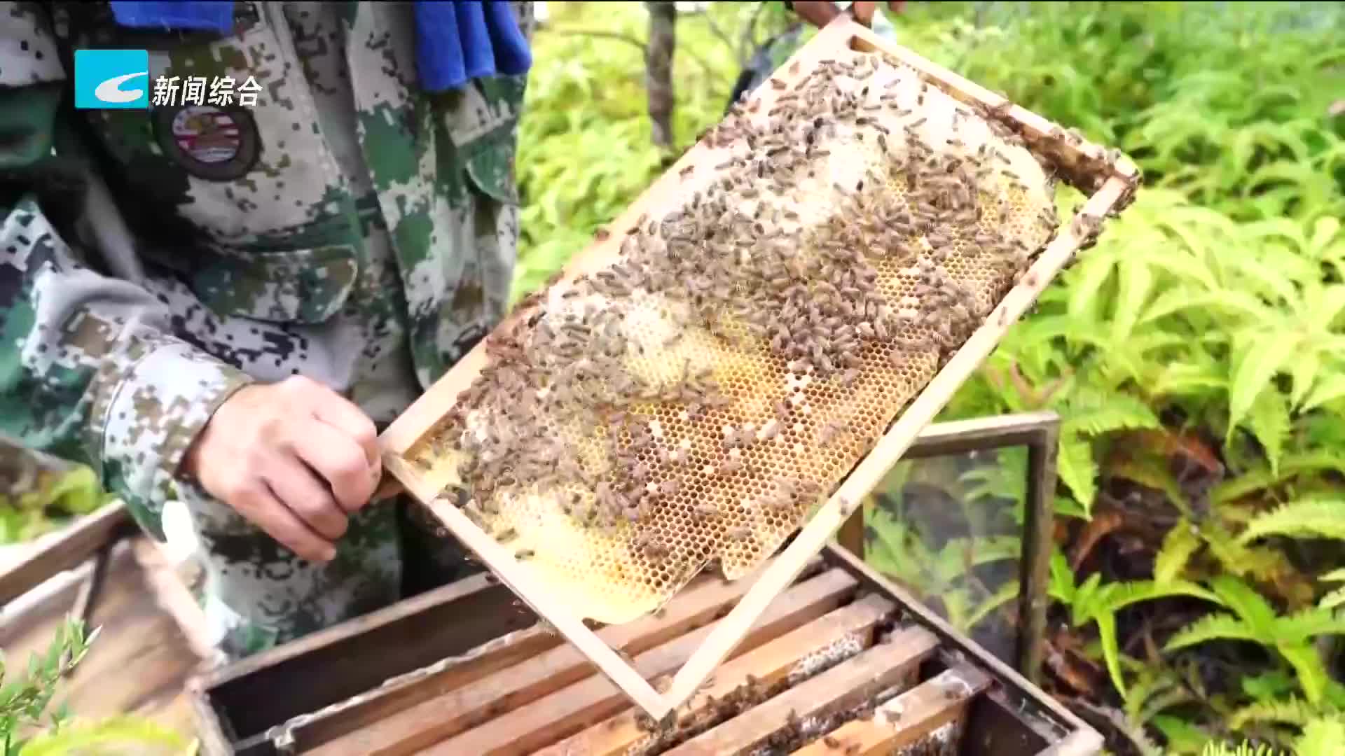 共同富裕新征程：养殖中蜂 景宁九龙打造“甜蜜产业”