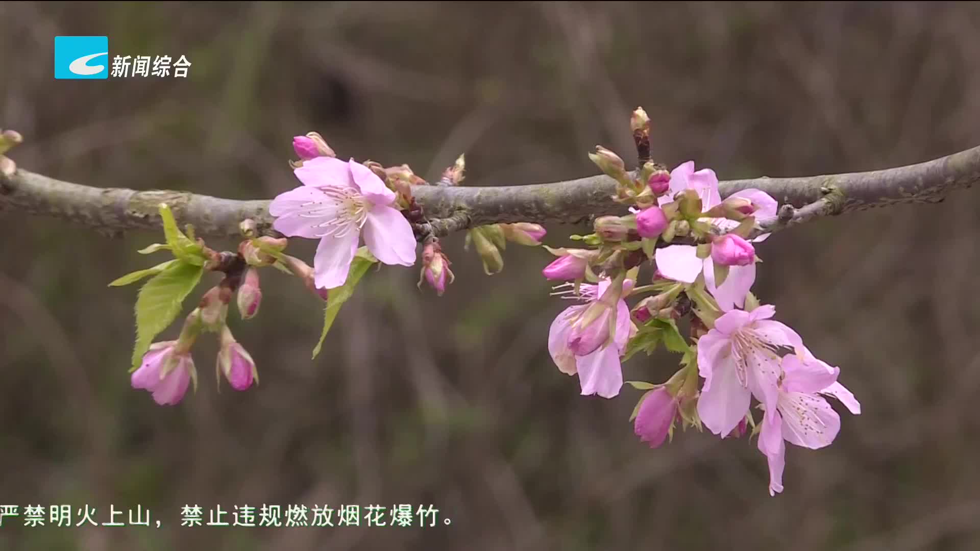 文明旅游-春节： 市民文明守礼赏花