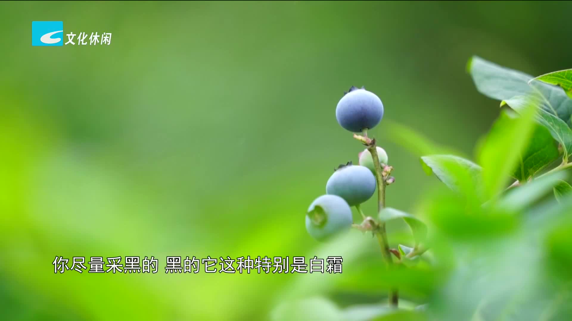 百姓故事：应世洪：蓝莓庄园撑起兴村梦