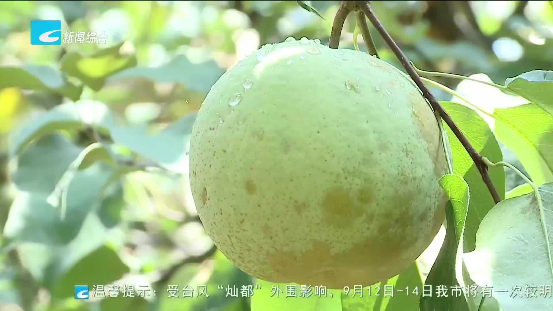 处州丰收季:云和梨庄村:老雪梨甜蜜上市 产值将超1200万元 - 丽水新闻