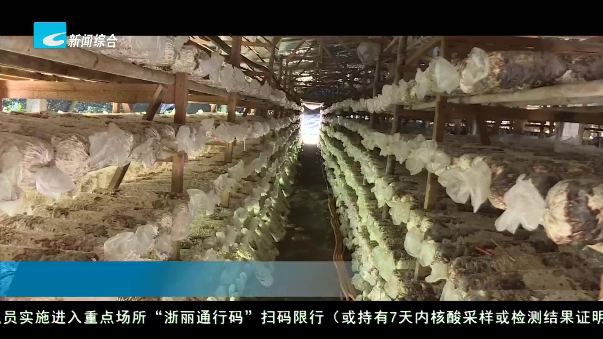 【风采】庆元“林菇共生”：让农业文化遗产显现时代魅力