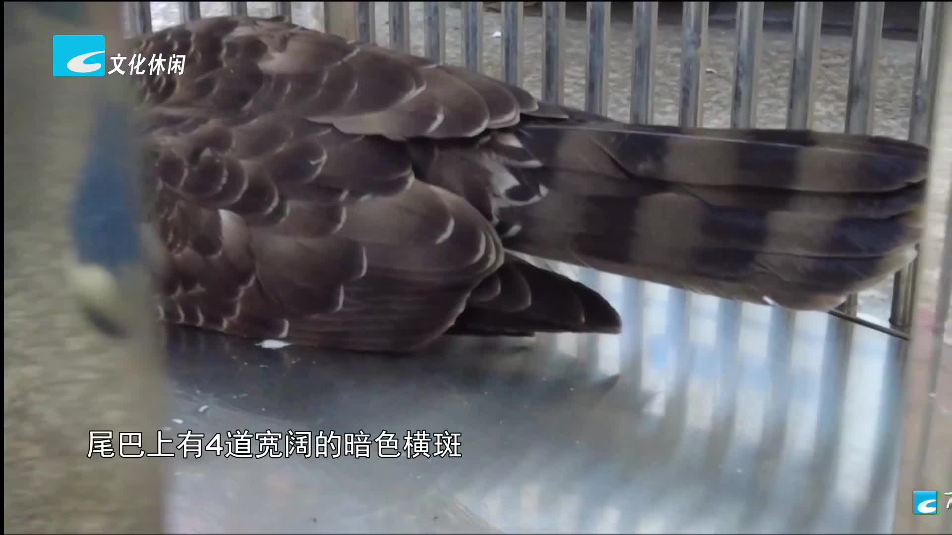 青田：寺庙里飞进一只鸟 竟是“国宝”凤头鹰