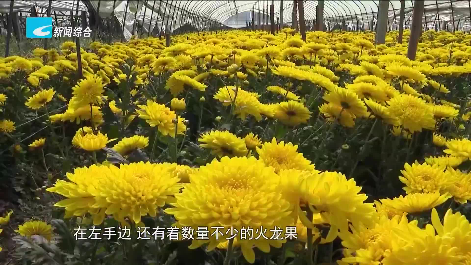 处州丰收季|缙云：菊花成为火龙果的“绝配” 农户喜增两份收益