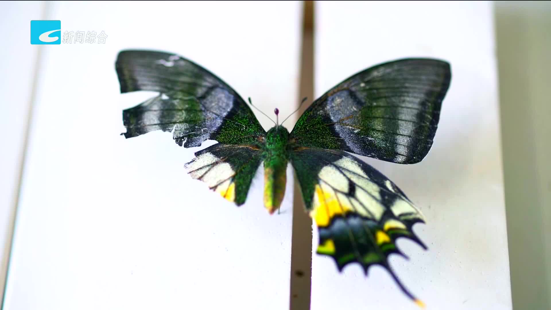 百山祖国家公园发现国家一级保护蝶种——金斑喙凤蝶