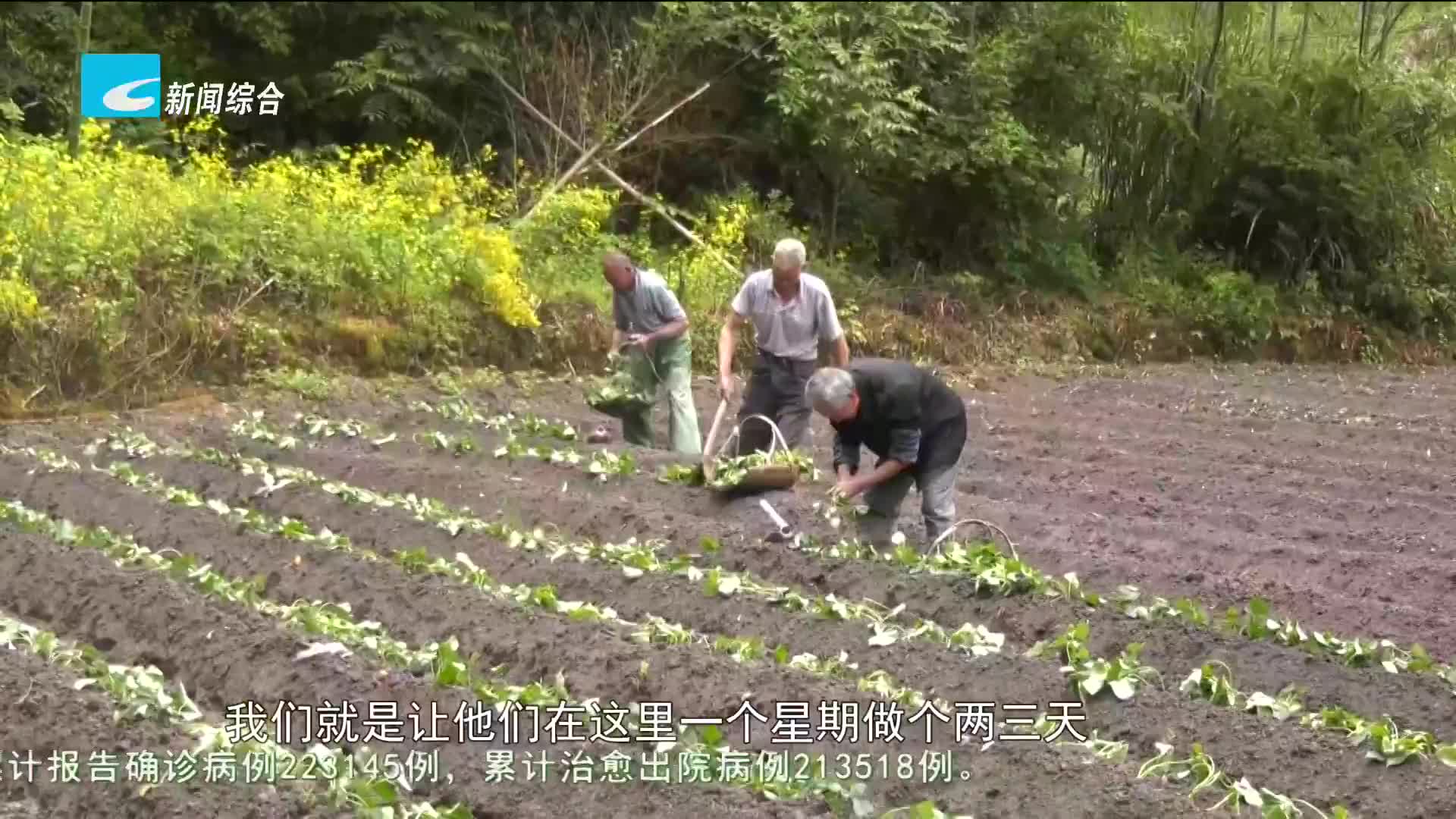 共同富裕新征程：云和赤石：栽种百亩小香薯 播种共富“新希望”